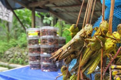 10 Daftar Kuliner Ekstrem yang Ada Indonesia, Pernah Coba?