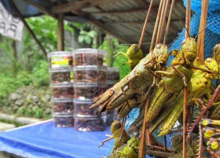 10 Daftar Kuliner Ekstrem yang Ada Indonesia, Pernah Coba?