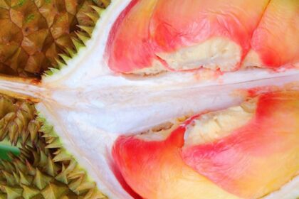 5 Durian Berbentuk Aneh Tapi Rasanya Nikmat, Pernah Coba?