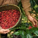 Peneliti Kembangkan Kopi yang Tahan Perubahan Iklim