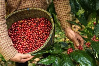 Peneliti Kembangkan Kopi yang Tahan Perubahan Iklim