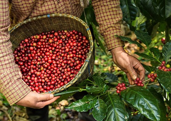 Peneliti Kembangkan Kopi yang Tahan Perubahan Iklim
