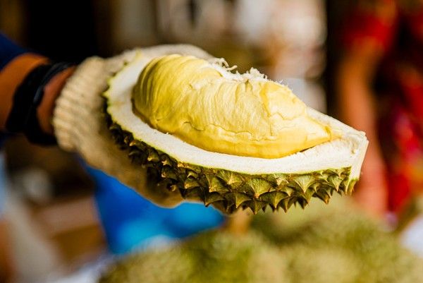 Mengenal Keistimewaan Durian Vulkanik, WL Sampai Setahun!